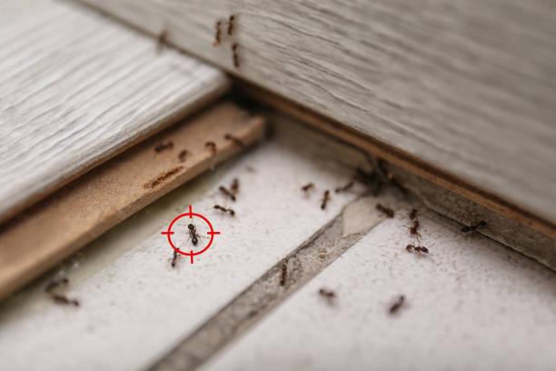 Best Pest Control Near Me in Fairport, NY